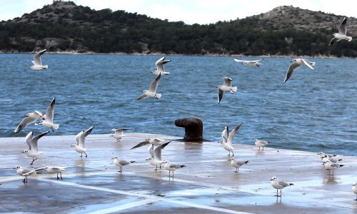 Gradovi u Primorju pod opsadom; posegnuli za neobičnom metodom kako bi izbjegli pošast