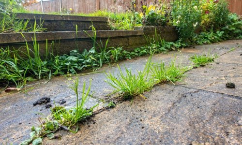 Jeftino, praktično i efikasno: Ovo je najbolji način za uklanjanje korova