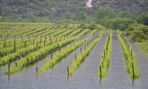 Voda preplavila nasade jagoda i vinograde u vrgoračkom kraju