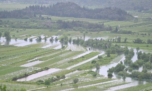 Vinogradi i nasadi jagoda u vrgoračkom kraju ponovno pod vodom