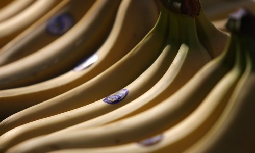 Talijanska policija među bananama pronašla kokain vrijedan 800 milijuna eura