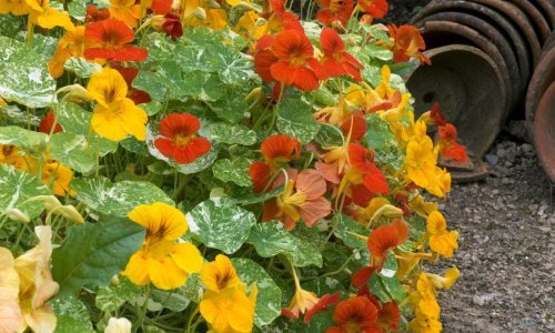 Vrt vam je u hladu? Nema problema, ove divne biljke u njemu će blistati punim sjajem