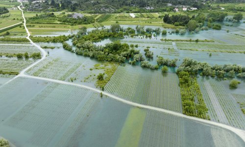 Poplavljena polja vrgoračkih jagoda, obustavljena berba na nekoliko dana