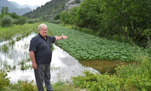 Polja jagoda u jednom dijelu pretvorena su u jezera pa je berba obustavljena