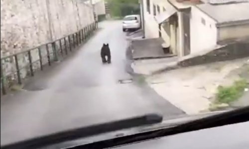 Medvjed trči ulicama Sarajeva, učenicima zabranjeno izlaziti iz škola, lovci u potjeri