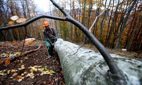 Skupo, ali lukrativno ulaganje: Provjerili smo kako je moguće zarađivati od šume