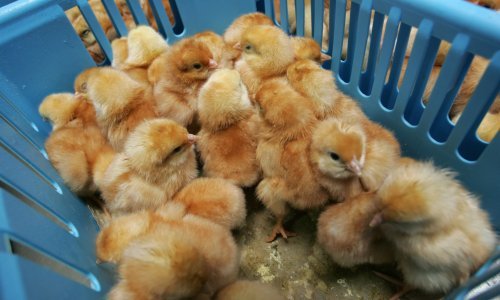 Na Banovini farma pilića od 500 milijuna eura