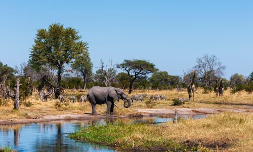 Kriza izumiranja: Gotovo polovica životinjskih vrsta je u opadanju