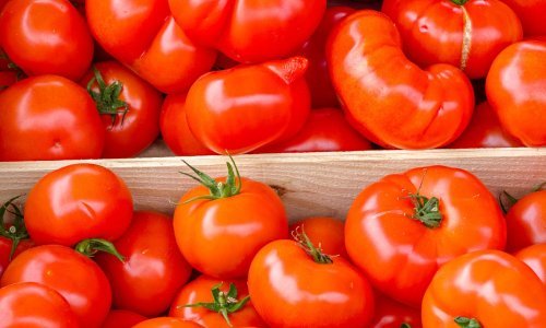 Saborski zastupnici protiv GMO uzgoja u Hrvatskoj