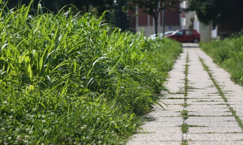 Zašto je Zagreb nepokošen? 'Ispričavam se što je trava previše narasla'