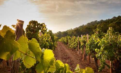 Svjetska proizvodnja vina pala na najnižu razinu od 1961.