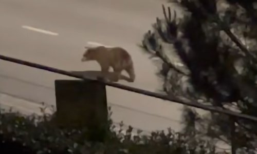 U Kostreni uočen medvjed: Ne približavajte mu se!