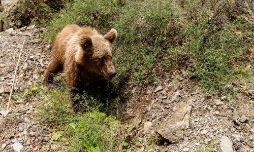 EPP novi zakon o obnovi prirode smatra 'napadom na europsku poljoprivredu'