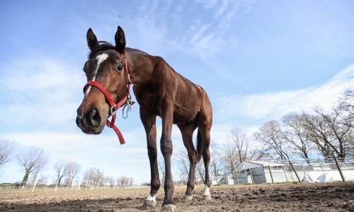 Šetala konja po hipodromu i dobila udarac kopitom u glavu