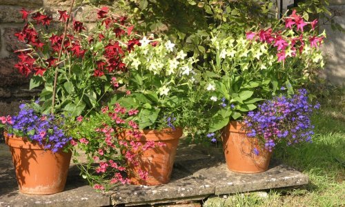 Garancija uspjeha: Evo kako izbjeći najčešće greške u održavanju vrta