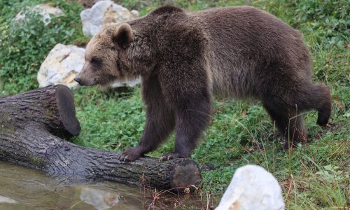 Ubijen medvjed koji je sijao strah po Kvarneru: 'Podivljao je, ljudi su bježali'