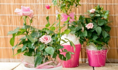 Ruže možete uzgojiti i na balkonu: Evo koje će najbolje rasti i kako se o njima brinuti