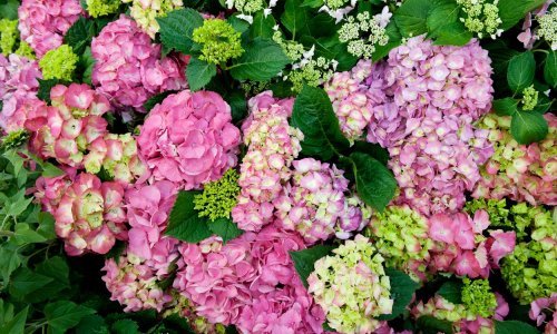 Bajkovite hortenzije: Izbjegnite najčešće pogreške i uživajte u raskošnom cvatu