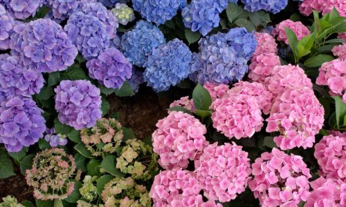 Hortenzija krije tajnu koja bi nam mogla pomoći u borbi protiv Alzheimera