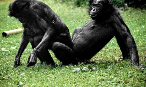 Dokazno: Korijeni masturbacije kod ljudi sežu 40 milijuna godina unazad
