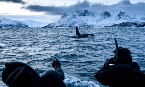 Osmero Danaca spašeno na Tihom oceanu nakon sudara s kitom
