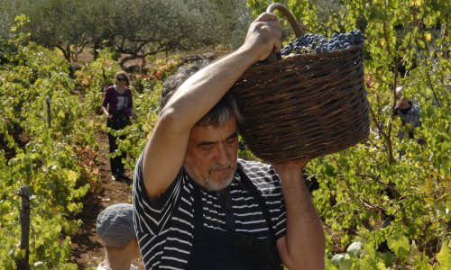 Kako su vinari greškom države ostali bez više od 220 milijuna kuna