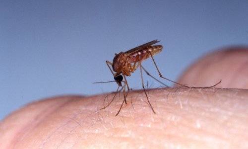 Zagreb se bori protiv komaraca: Uskoro ispuštaju u prirodu 100 tisuća sterilnih mužjaka