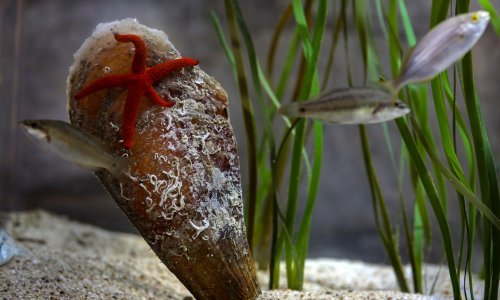 Prava rijetkost: Pronađena živa periska u Istri