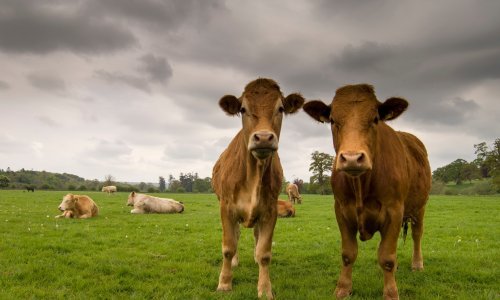 Nadrealan plan: Irska vlada usmrtit će 200.000 krava za spas klime