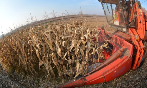 Što će reći ratari: Europska komisija odobrila čak tri GMO kukuruza u Europi