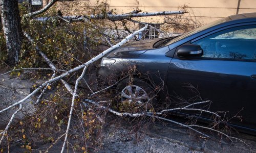 Nevrijeme u Sloveniji uzelo život: Stablo palo na automobil, vozač poginuo