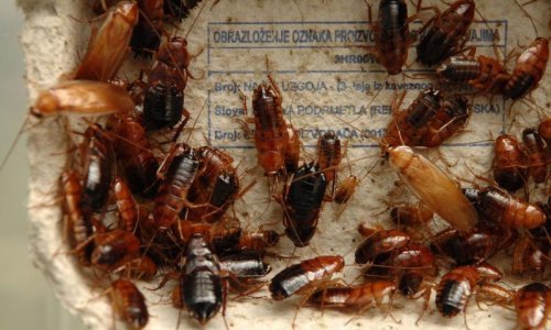 Zapanjujuće je u kako lošim stanovima žive Zagrepčani