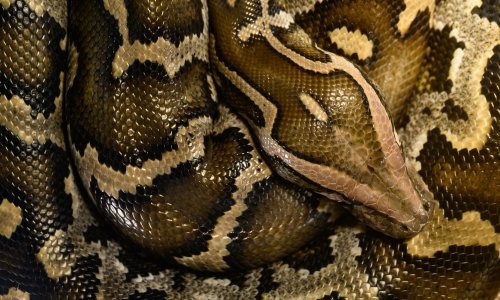 Blizu parkinga u Beču pronađen 1,5 metra dugačak kraljevski piton