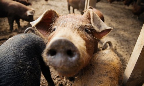 Afrička svinjska kuga prvi put potvrđena u Hrvatskoj