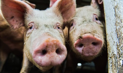 Novo rješenje Ministarstva poljoprivrede za zaštitu od afričke svinjske kuge