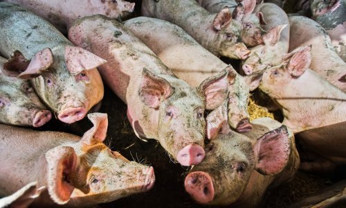 Zbog svinjske kuge u Mrzoviću eutanazirano 27 svinja