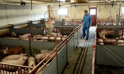 Veterinarska inspekcija: Zbog afričke svinjske kuge eutanizirano 147 svinja