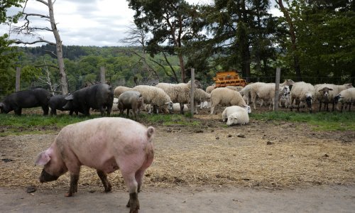 Stiže platforma za ulaganje u poljoprivredu, moći ćete kupiti digitalnu svinju