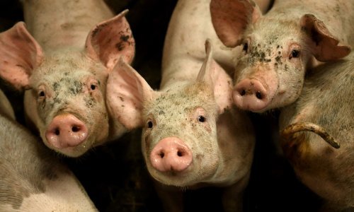 Vlada dijeli stotine milijuna eura za povećanje samodostatnosti u stočarstvu