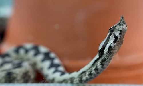 Drama u Sesvetama: Mali poskok došao do kuće i napravio 'veliku uzbunu'