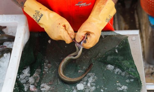 Europol i hrvatska policija u akciji LAKE zaplijenili 25 tona krijumčarenih jegulja