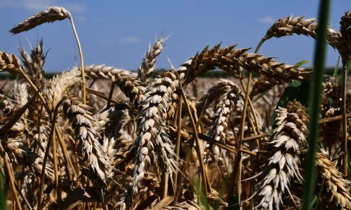 Stižu super usjevi: Je li Europa spremna za novu generaciju GMO biljaka?