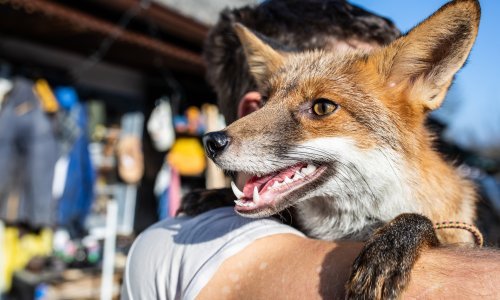 Započela oralna vakcinacija lisica na području Hrvatske na bjesnoću