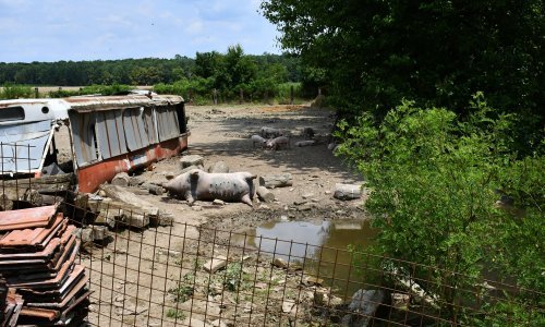 Afrička svinjska kuga utvrđena na 17 mjesta u Hrvatskoj, novo žarište u Babinoj Gredi