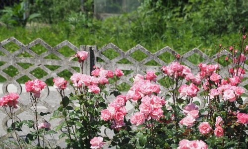 Ovaj jednostavan trik ubrzat će raskošan cvat ruža tijekom cijele sezone