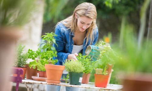 Uživajte u čarobnim aromama cijelo ljeto: Evo koje začinsko bilje saditi u srpnju