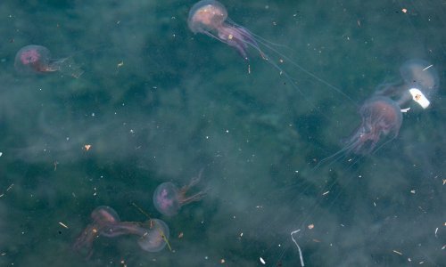 Meduze okupirale plažu, osmero ljudi u jednom danu zadobilo opekotine