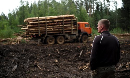 Rusko drvo našlo je put do EU-a: Stalno dobivamo ponude iz Srbije i Turske!