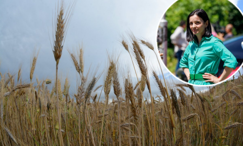 Ratari odgovaraju ministrici: Možemo svi posijati krumpir, ali gdje ćemo ga prodati