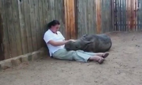 Mali nosorog zbog traume ne može spavati sam